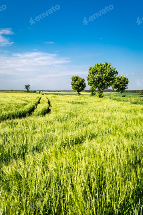 Preview: Blue sky and green field in summer, Poland