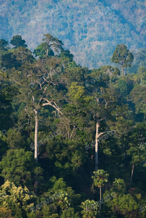 Preview: natural forest with tropical tree in Asia