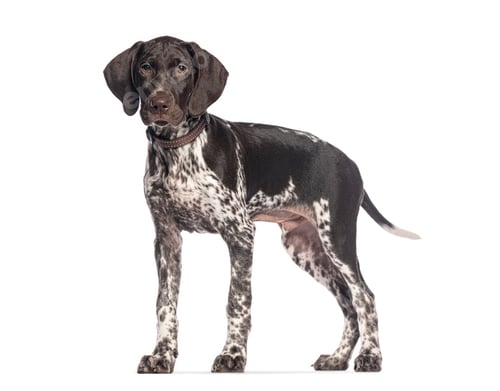 Preview: German shorthaired pointer puppy standing on white background