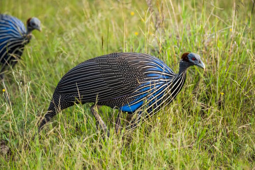 Preview: Vulturine Guineafowl (Acryllium vulturinum) at El Karama Ranch, Laikipia County, Kenya