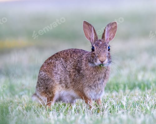 Preview: Field Desert Cottontail Bunny Rabbit