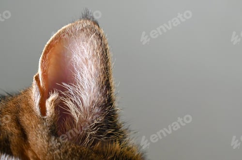 Preview: Cat ear closeup. Tabby cat relaxing at home.