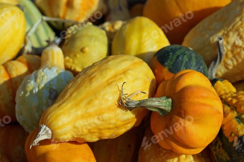 Preview: Winter squash
