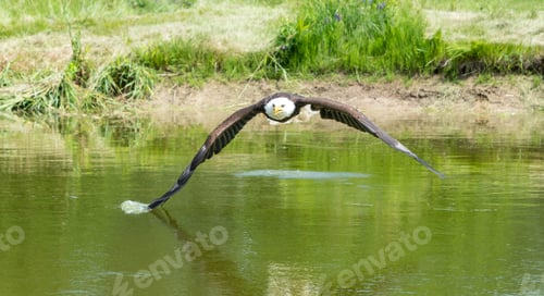 Preview: Bald eagle (Haliaeetus leucocephalus) gracefully soaring above the lake