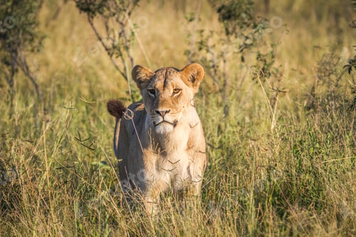 Preview: Lion standing in the grass in Chobe.