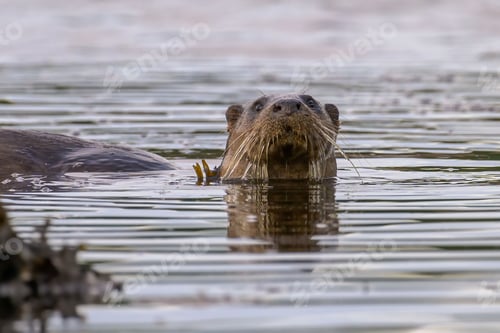 Preview: Close-up shot of an otter swimming in a body of water