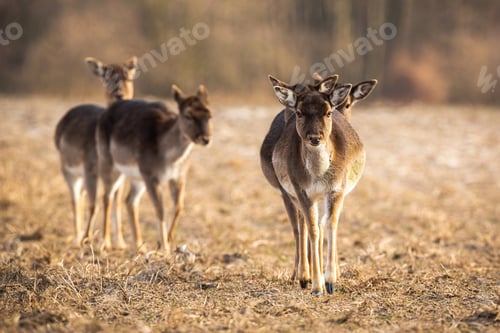 Preview: Front view of fallow deer herd approaching on a meadow in spring