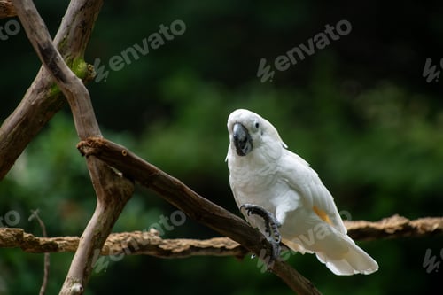 Preview: White cockatoo perched on a tree branch with a blurred green background