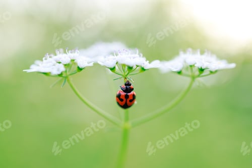 Preview: green nature background with red lady bug