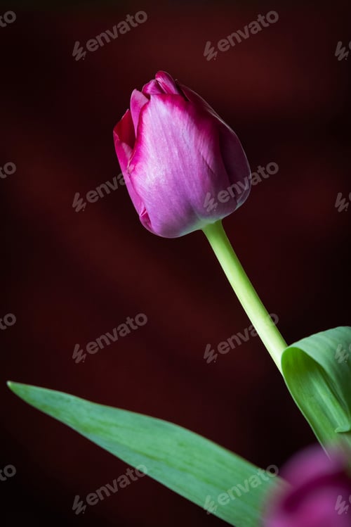 Preview: Fiore di tulipano