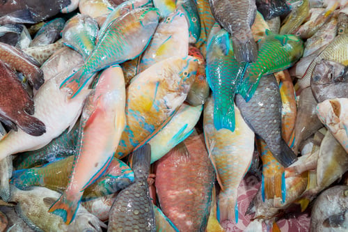 Preview: Freshly caught sea fish at a market, Borneo, Malaysia.