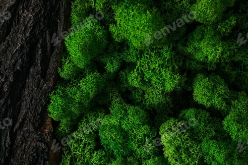 Vista previa: Musgo, diferentes fondos para el concepto de naturaleza, musgo y madera, musgo y piedras