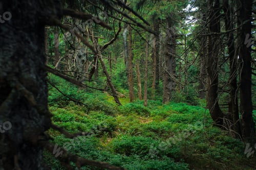 Preview: interesting green moody spruce forest landscape
