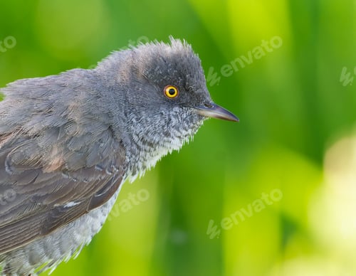 Preview: Barred warbler, Sylvia nisoria. Close-up of a bird on a blurred green background