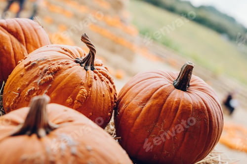 Preview: Fresh pumpkins in countryside. Halloween and Thanksgiving