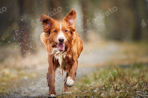 Preview: Front view of fast running happy dog
