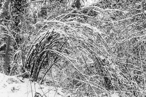 Preview: An Abstract Shot Of Snow-Covered Branches In The Pacific Northwest.