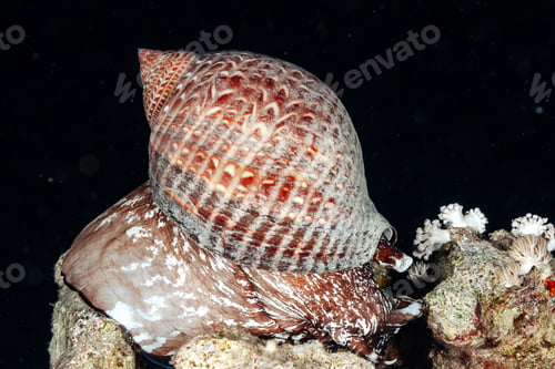 Preview: Giant Tun Snail Leisurely Strolls Across a Coral Reef in the Red Sea