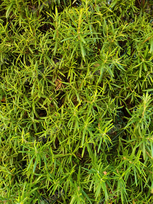 Preview: rosemary plant, natural green leaf background