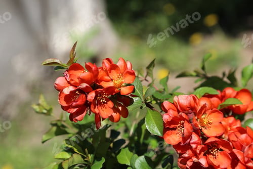 Preview: Beautiful bright flowers of spring Pigwa fruit