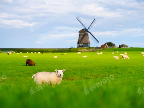 Preview: Sheep in a meadow during a bright sunset. Landscape with windmill. Agriculture.