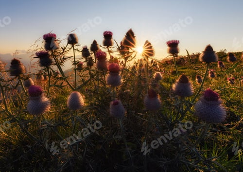 Preview: Wild flowers in the mountains at sunset