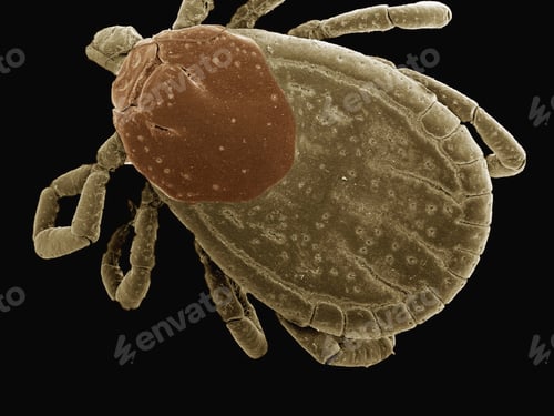 Preview: Extreme closeup of a tick on a dark background