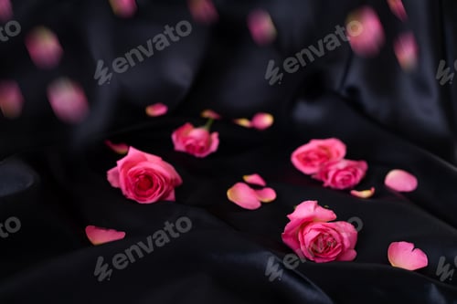 Preview: pink roses on black silk. light pink roses in soft and blur style for background.