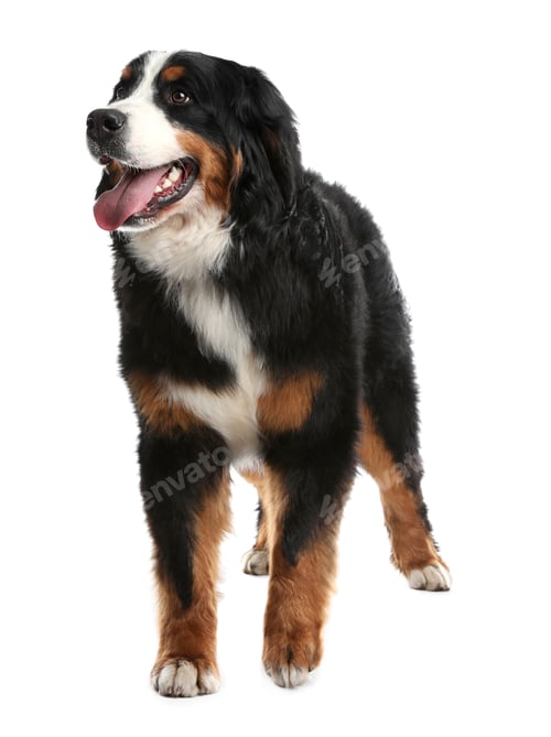 Preview: Funny Bernese mountain dog on white background