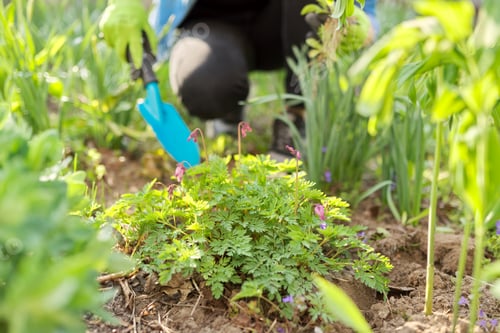 Preview: Working with soil and flowers in your backyard garden in spring