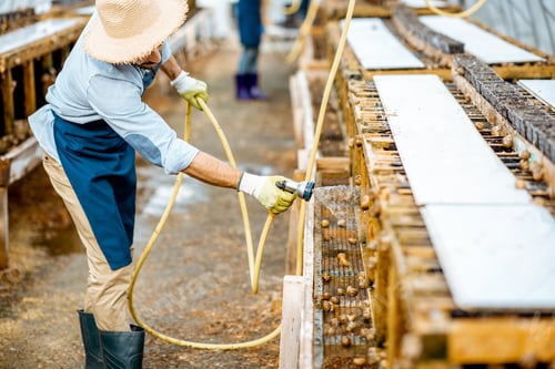 Preview: Man working on a farm with snails