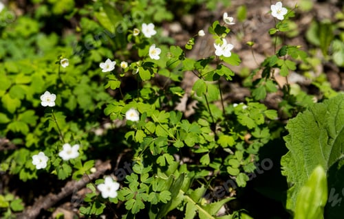 Preview: Beautiful Flowers In A Botanic Garden On A Bright Spring Day