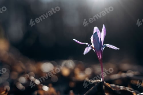 Preview: Fresh blooming crocus flowers