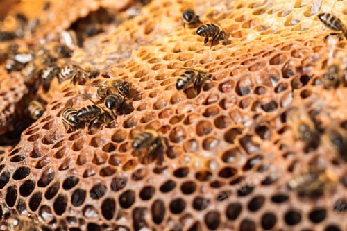 Preview: Bees on honeycomb in apiary