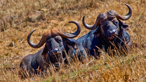 Preview: Buffalo, Rhino and Lion Nature Reserve, South Afica