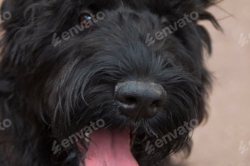Preview: big black dog,