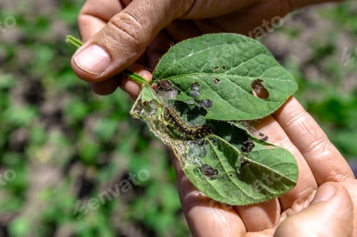Preview: A farmer's hand shows a damaged soybean leaf with Vanessa cardui burdock caterpillar