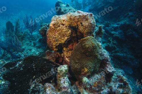 Preview: coral reef macro ,texture, abstract marine ecosystem background on a coral reef