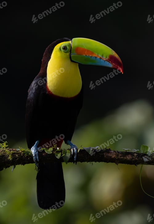 Preview: Keel-billed Toucan in Costa Rica