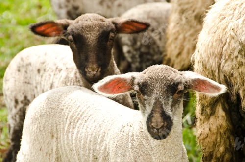 Preview: A herd of sheep with their cute lambs in the meadow
