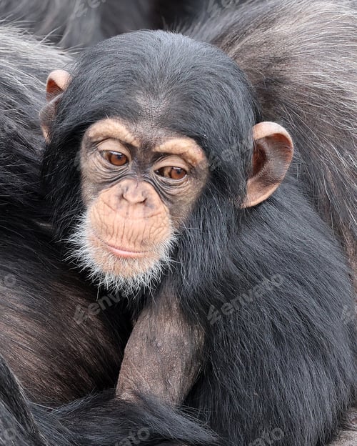 Preview: chimpanzee (Pan troglodytes) portrait