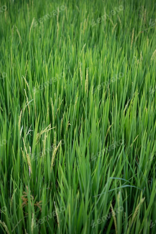 Preview: close up of yellow-green rice fields.