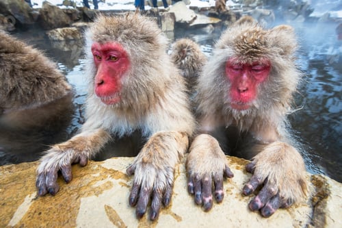 Preview: Nagano, Japan Valley at Yudanaka and Snow Monkey Park