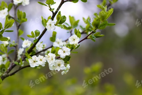Preview: Plum tree blossoms in spring park. Beautiful nature background. Springtime in countryside.