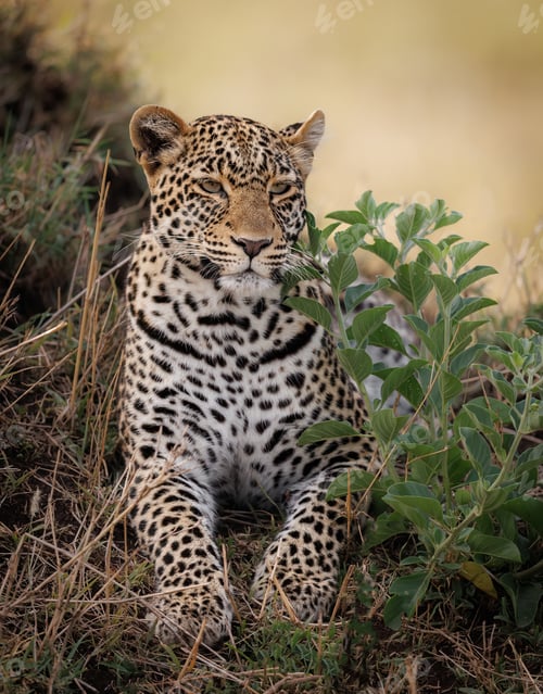 Preview: A Leopard in the Maasai Mara, Africa