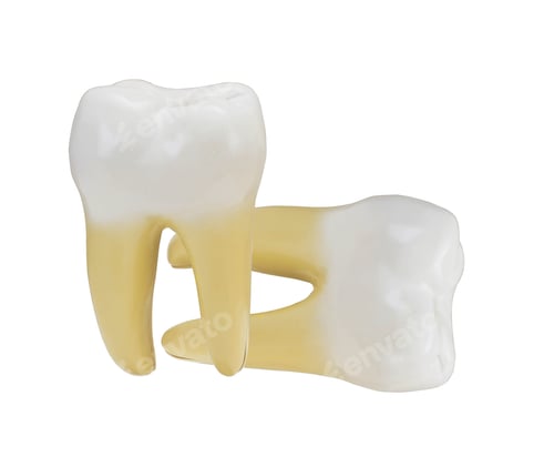 Preview: tooth isolated