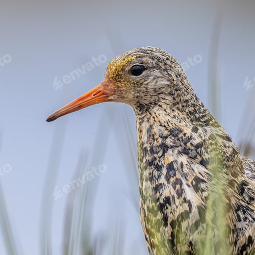 Preview: Ruff bird portrait at lek