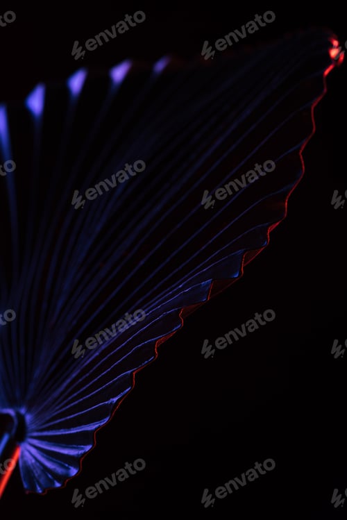 Preview: close up of beautiful tropical leaf with purple lighting isolated on black