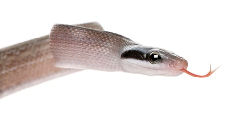 Preview: Young Beauty rat snake, Orthiophis taeniura ridleyi, in front of white background