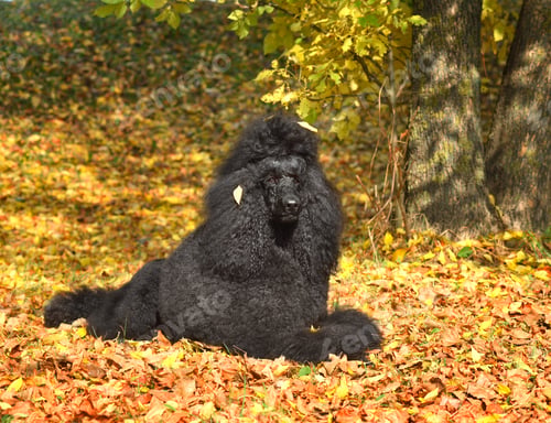 Preview: Resting royal black poodle